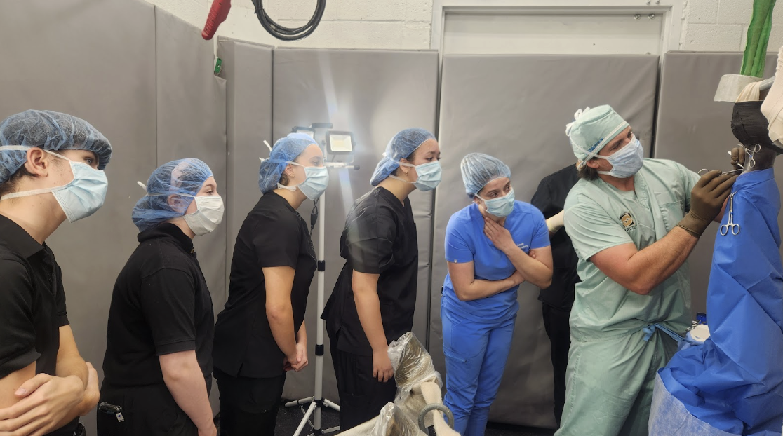 Future Vets Society shadows horse surgery